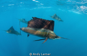 Sailfish on the hunt by Andy Lerner 